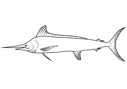 White Marlin (Kajikia Albida) Coloring Page